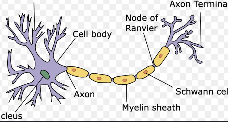 Myelin sheath